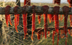Drying fish